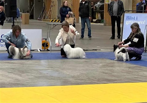 Tindra BIR Veteran Sundsvall